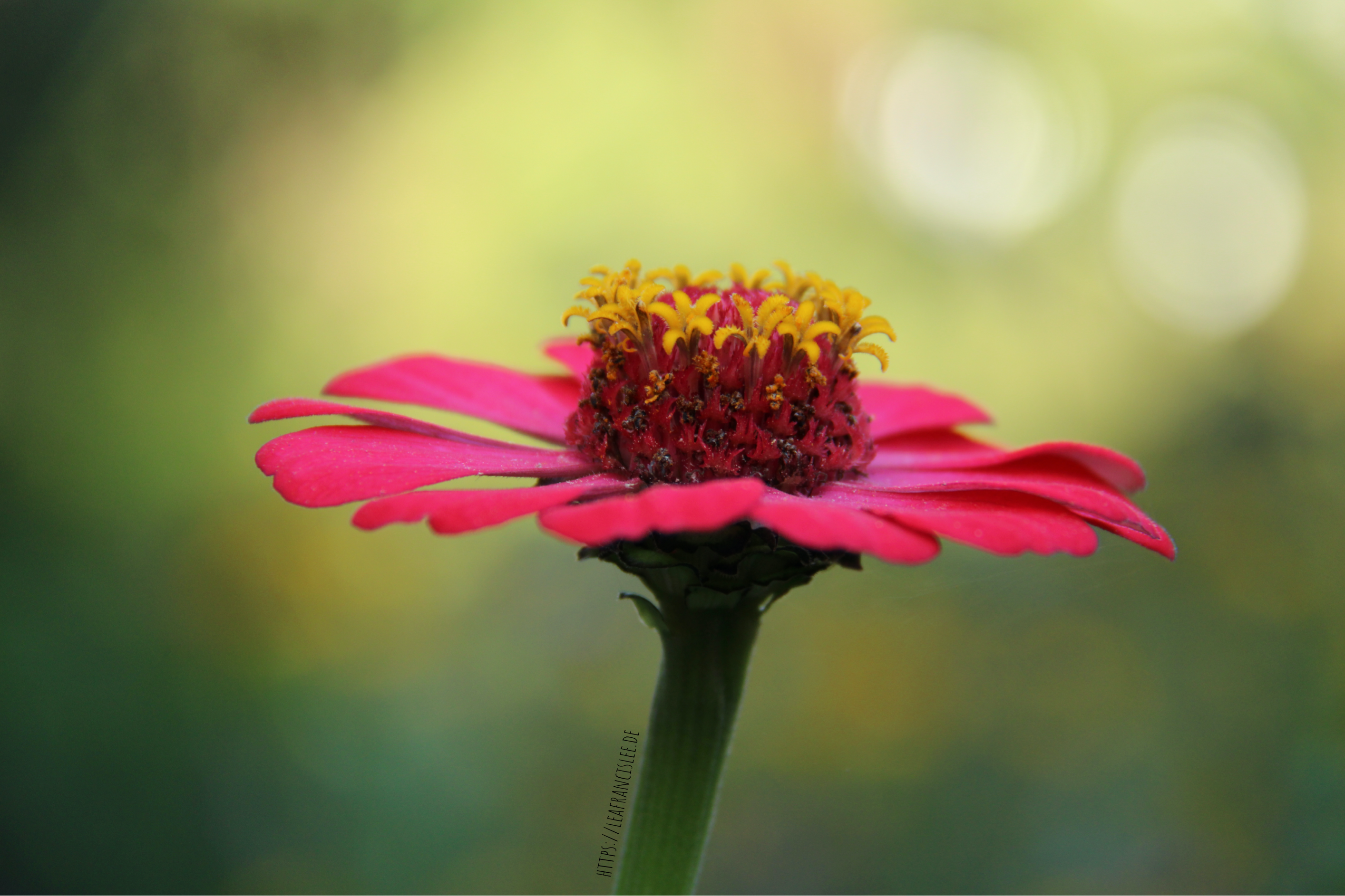 Zinnien-poesie