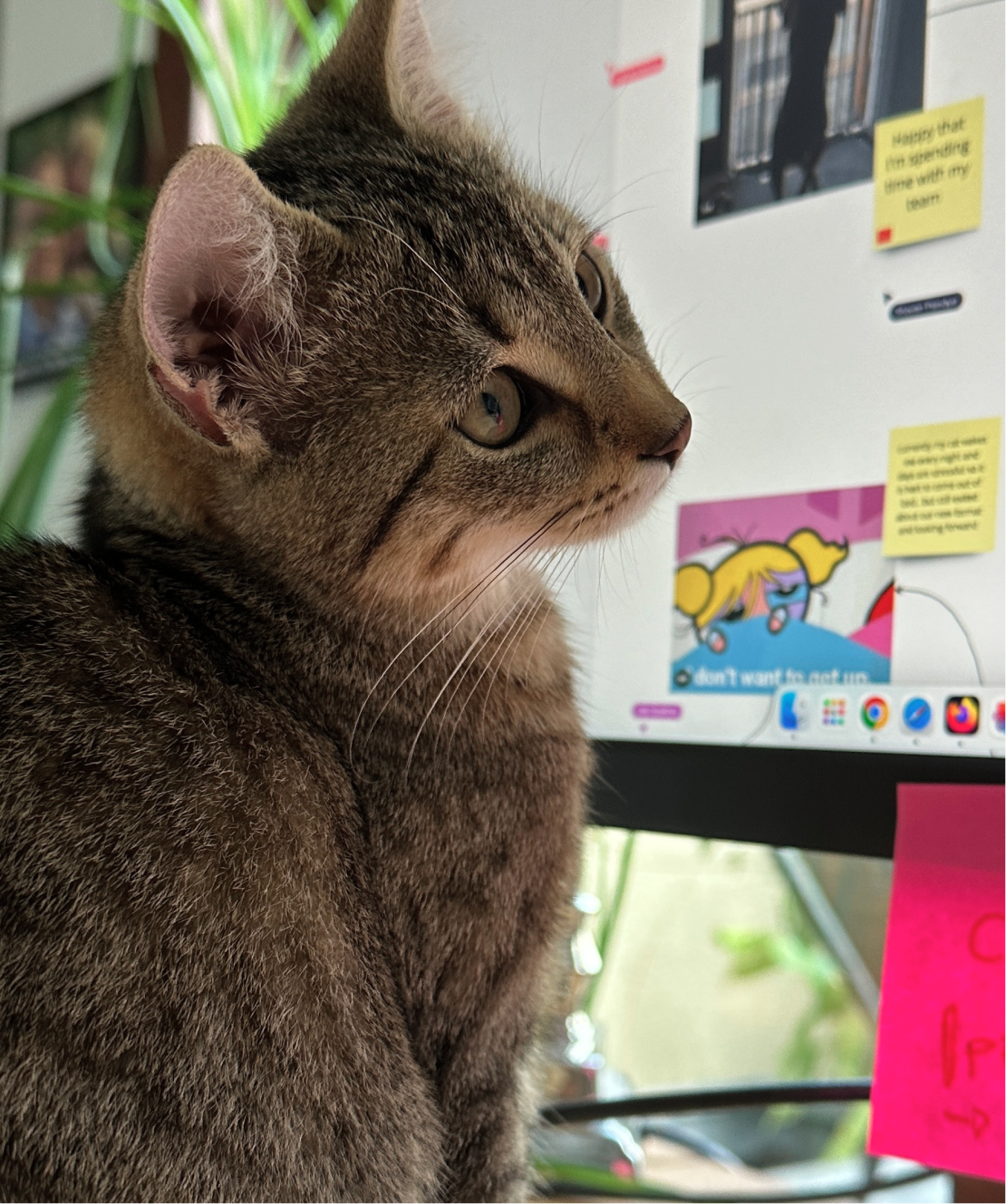 Kleine Katze vor einem Bildschirm