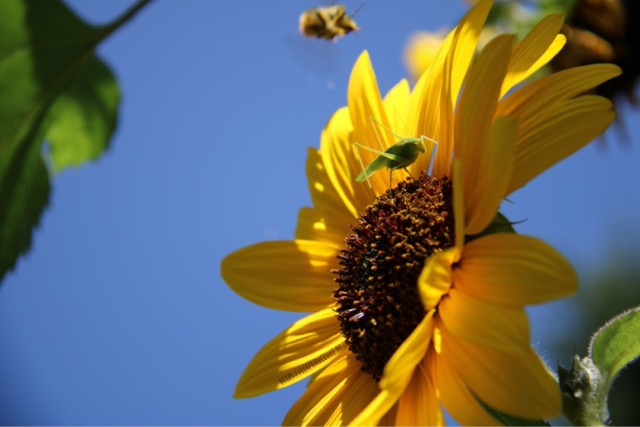 Himmelsbilder-–-Insektensommer